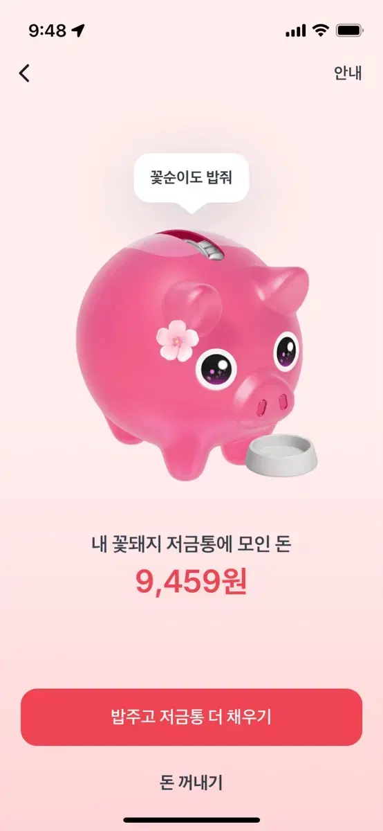 꽃돼지 저금통